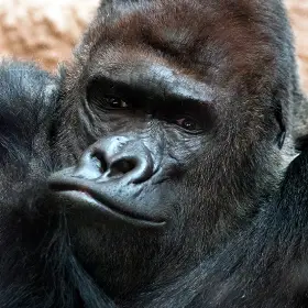 Gorila