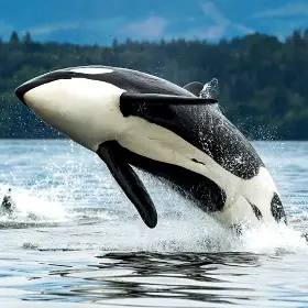 Orca